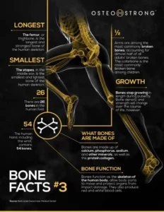 Bone facts infographic sourced from Beth Israel Deaconess Medical Center